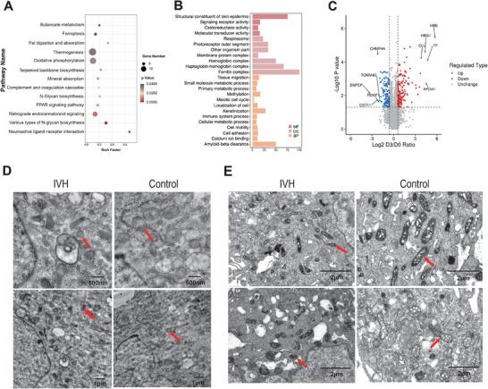 https://cdn.ncbi.nlm.nih.gov/pmc/blobs/8e97/11809374/d40e82b1fbb5/ADVS-12-2410056-g002.jpg