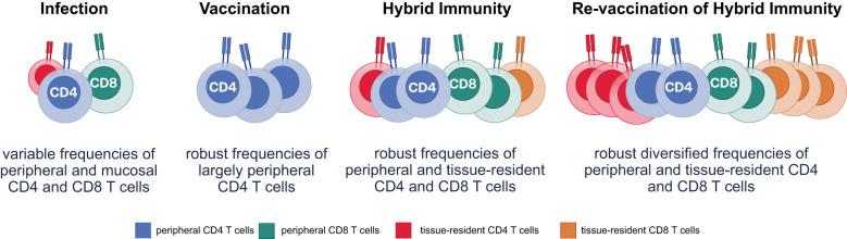https://cdn.ncbi.nlm.nih.gov/pmc/blobs/8e97/12183200/ba6920b4f48f/fimmu-16-1588259-g003.jpg
