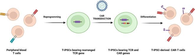https://cdn.ncbi.nlm.nih.gov/pmc/blobs/8e98/12198129/964a8eb88c82/fimmu-16-1557157-g003.jpg
