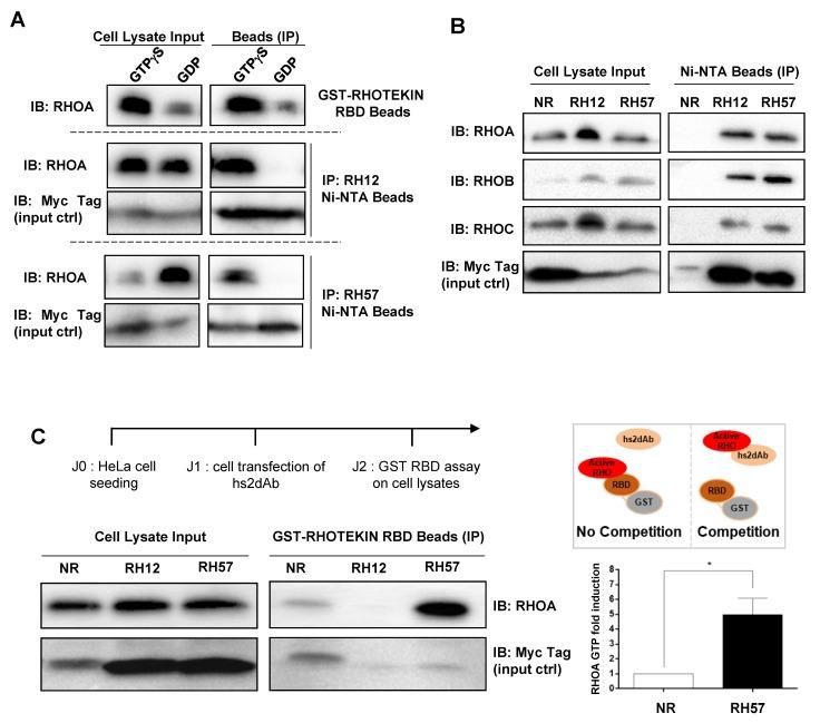 https://cdn.ncbi.nlm.nih.gov/pmc/blobs/8e98/6640709/d59ad434defd/antibodies-08-00008-g003.jpg