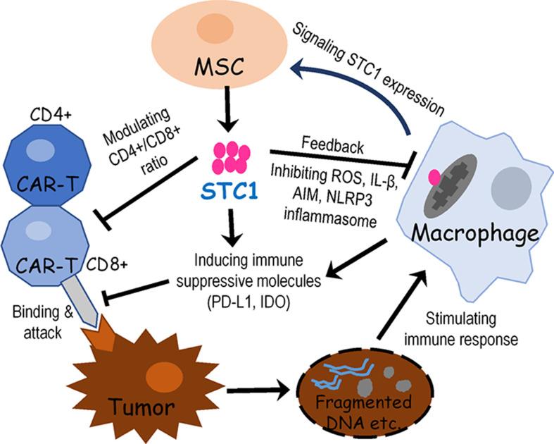 https://cdn.ncbi.nlm.nih.gov/pmc/blobs/8e9d/10019890/0c74c6b87064/elife-82934-fig5.jpg