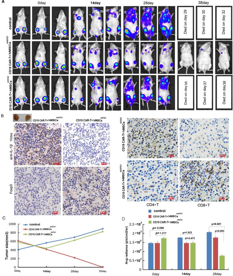 https://cdn.ncbi.nlm.nih.gov/pmc/blobs/8e9d/10019890/245b751e634a/elife-82934-fig4.jpg