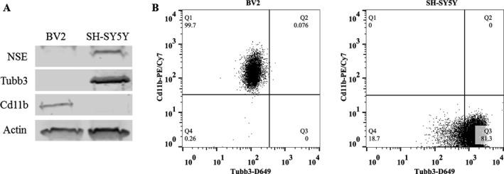 https://cdn.ncbi.nlm.nih.gov/pmc/blobs/8e9f/5413862/74a2cfabca51/ACER-41-939-g001.jpg