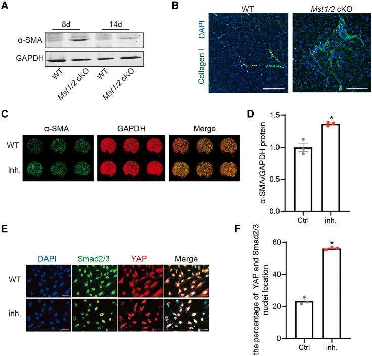 https://cdn.ncbi.nlm.nih.gov/pmc/blobs/8ea1/11096422/bca0a67e1ad7/gr6.jpg