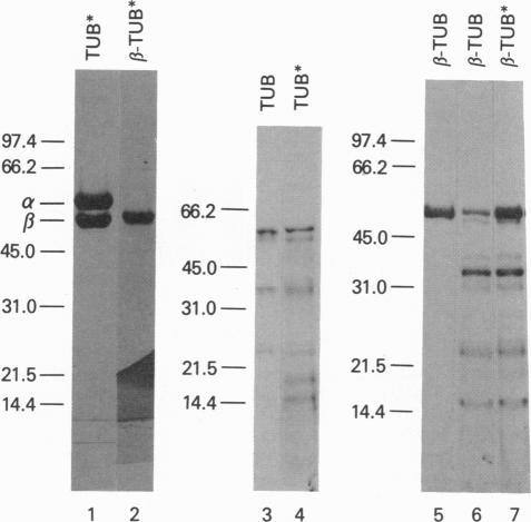 https://cdn.ncbi.nlm.nih.gov/pmc/blobs/8ea4/48031/65aa83a3736c/pnas01531-0171-a.jpg