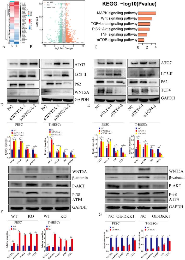 https://cdn.ncbi.nlm.nih.gov/pmc/blobs/8ea7/11223343/69bedc1d8834/12967_2024_5402_Fig4_HTML.jpg