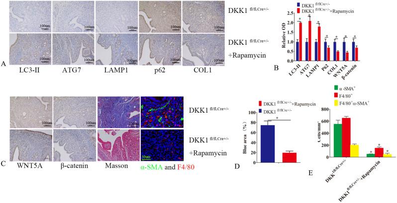 https://cdn.ncbi.nlm.nih.gov/pmc/blobs/8ea7/11223343/9271940e5fd2/12967_2024_5402_Fig7_HTML.jpg