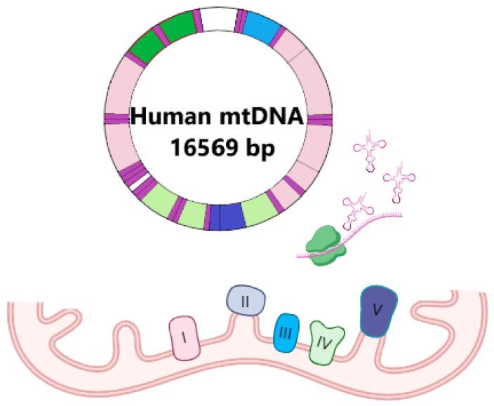 https://cdn.ncbi.nlm.nih.gov/pmc/blobs/8eab/11817597/30d3b350e6a9/ijms-26-01019-g003.jpg