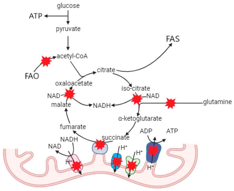 https://cdn.ncbi.nlm.nih.gov/pmc/blobs/8eab/11817597/5b986dcf2f32/ijms-26-01019-g004.jpg