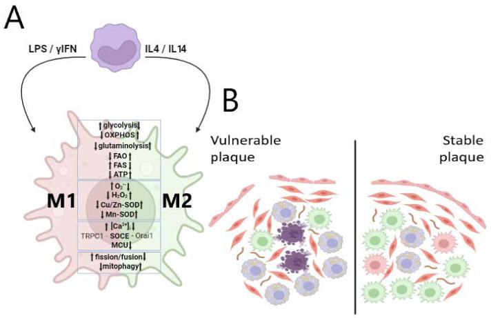 https://cdn.ncbi.nlm.nih.gov/pmc/blobs/8eab/11817597/6bbf44cb1f3c/ijms-26-01019-g002.jpg