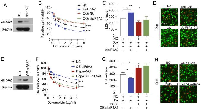 https://cdn.ncbi.nlm.nih.gov/pmc/blobs/8eae/7646588/01671d42201d/IJO-57-06-1368-g04.jpg