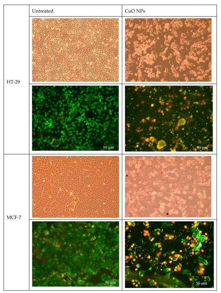 https://cdn.ncbi.nlm.nih.gov/pmc/blobs/8eaf/12347094/88889782fc96/ijms-26-07267-g005.jpg