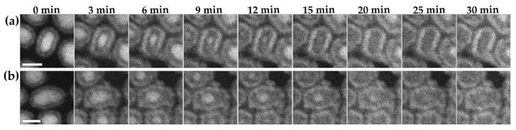https://cdn.ncbi.nlm.nih.gov/pmc/blobs/8eaf/8877599/fde9b5f43b63/materials-15-01557-g008.jpg
