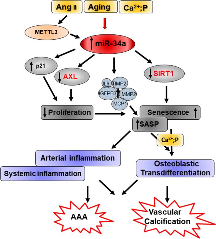 https://cdn.ncbi.nlm.nih.gov/pmc/blobs/8eb3/11072325/05610aa3f8d4/18_2021_3979_Fig4_HTML.jpg