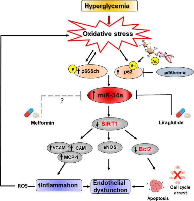https://cdn.ncbi.nlm.nih.gov/pmc/blobs/8eb3/11072325/289d41ebe1e0/18_2021_3979_Fig6_HTML.jpg