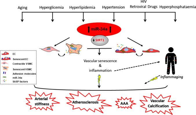 https://cdn.ncbi.nlm.nih.gov/pmc/blobs/8eb3/11072325/9332224e59a6/18_2021_3979_Fig1_HTML.jpg
