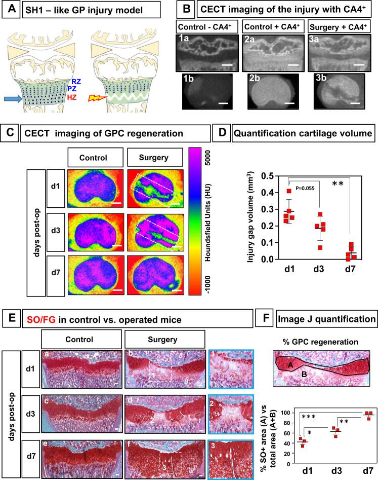 https://cdn.ncbi.nlm.nih.gov/pmc/blobs/8ebc/9076650/b64ea40b7359/41467_2022_30247_Fig6_HTML.jpg