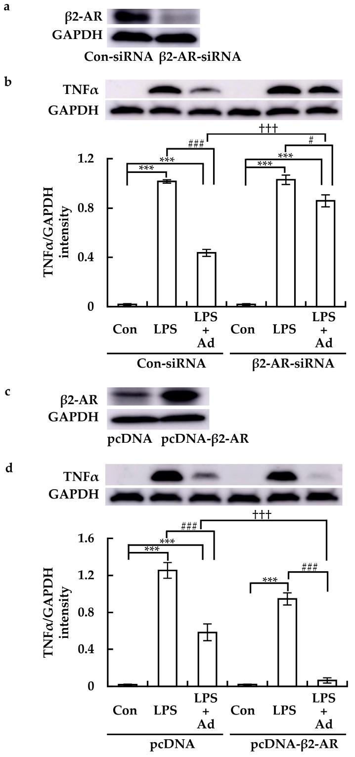 https://cdn.ncbi.nlm.nih.gov/pmc/blobs/8ebe/11506017/b5c3784053f4/cimb-46-00675-g004.jpg