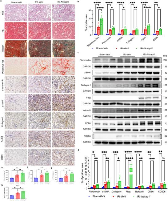 https://cdn.ncbi.nlm.nih.gov/pmc/blobs/8ec2/12097113/128636ad7e0e/ADVS-12-2410764-g008.jpg