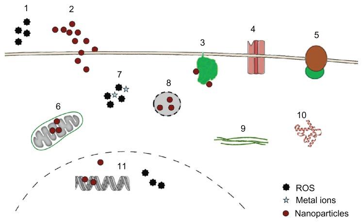 https://cdn.ncbi.nlm.nih.gov/pmc/blobs/8ec2/3493258/95aa243048a7/ijn-7-5577f1.jpg