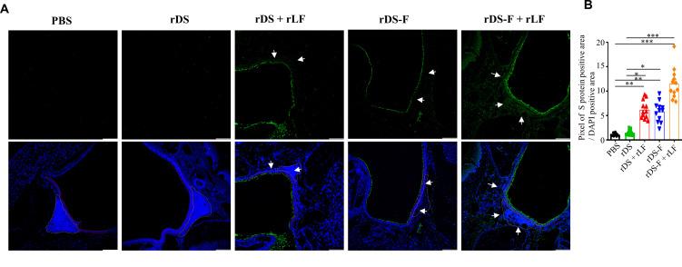 https://cdn.ncbi.nlm.nih.gov/pmc/blobs/8ec4/10878263/a1502880ae23/jvi.01546-23.f002.jpg