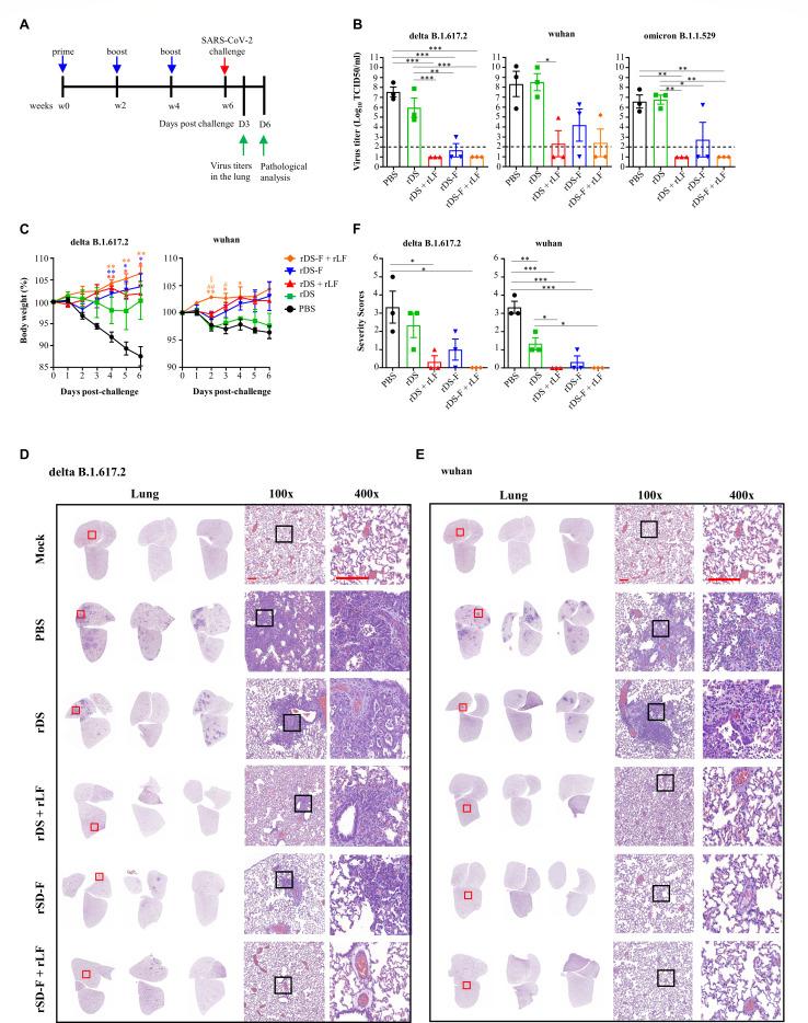 https://cdn.ncbi.nlm.nih.gov/pmc/blobs/8ec4/10878263/cde4ac166fda/jvi.01546-23.f009.jpg