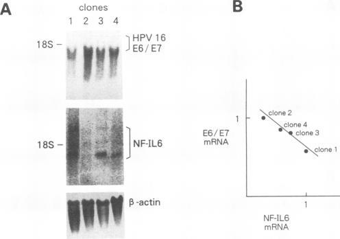https://cdn.ncbi.nlm.nih.gov/pmc/blobs/8ec4/237461/7555275e27e6/jvirol00023-0450-a.jpg