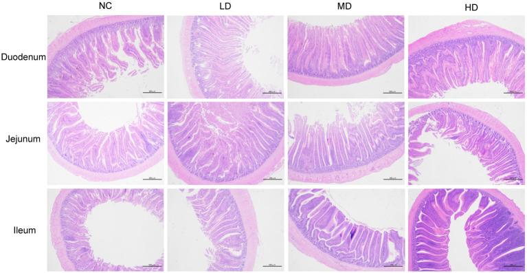 https://cdn.ncbi.nlm.nih.gov/pmc/blobs/8ec5/10544969/ceec3f288da2/fmicb-14-1255894-g001.jpg
