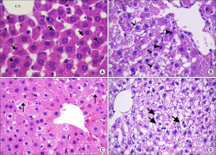 https://cdn.ncbi.nlm.nih.gov/pmc/blobs/8ec7/4249908/22549eebd934/ijsc_07_87f1.jpg
