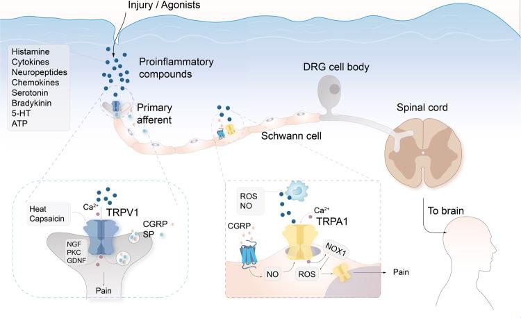 https://cdn.ncbi.nlm.nih.gov/pmc/blobs/8eca/10319900/7b0846086f74/41392_2023_1464_Fig4_HTML.jpg