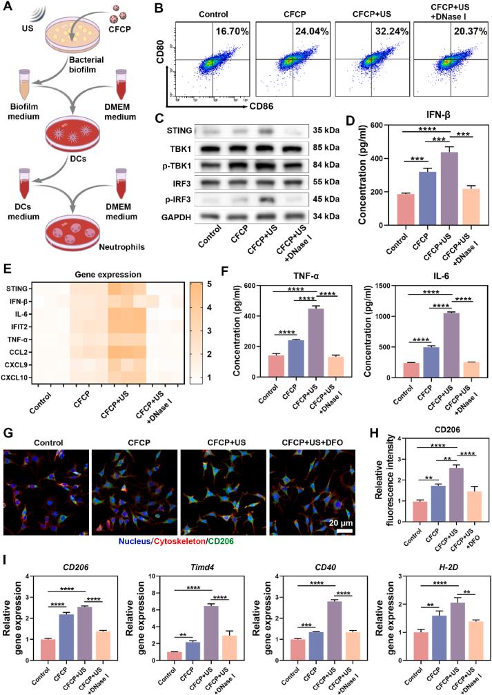 https://cdn.ncbi.nlm.nih.gov/pmc/blobs/8eca/10818060/38028255bd5e/gr4.jpg