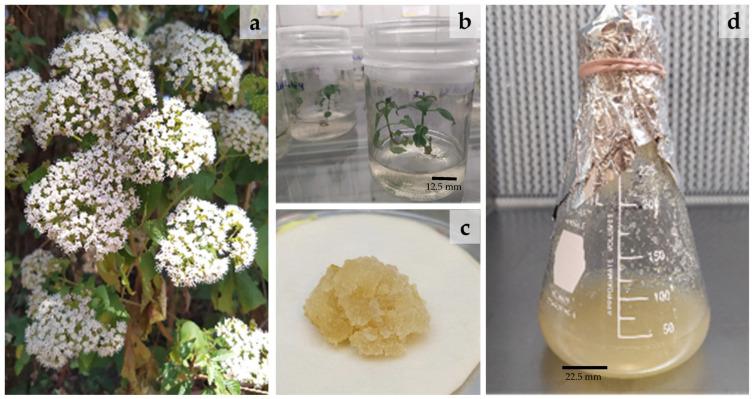 https://cdn.ncbi.nlm.nih.gov/pmc/blobs/8ecd/10005229/04a8436cd5e1/plants-12-01107-g001.jpg