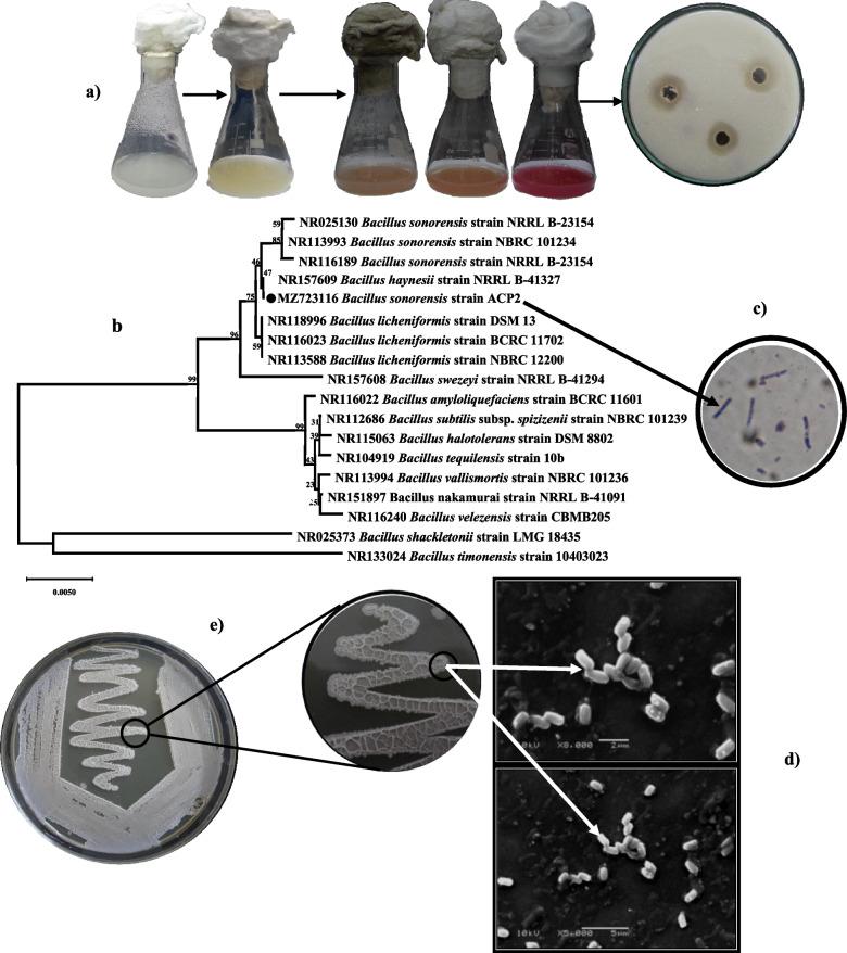 https://cdn.ncbi.nlm.nih.gov/pmc/blobs/8ed0/11003023/5f27d1fc0755/13036_2024_421_Fig2_HTML.jpg