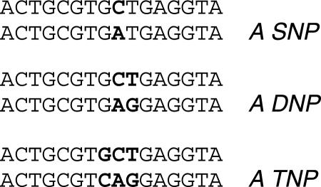 https://cdn.ncbi.nlm.nih.gov/pmc/blobs/8ed2/2952858/5f3e36a15fb5/gkq408f1.jpg