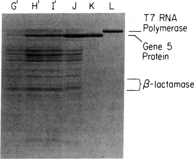 https://cdn.ncbi.nlm.nih.gov/pmc/blobs/8ed2/397196/27a36b0ef61e/pnas00344-0130-a.jpg