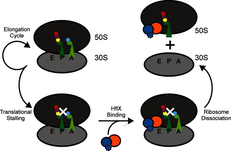 https://cdn.ncbi.nlm.nih.gov/pmc/blobs/8ed4/4770234/e866acf2502d/gkv1524fig7.jpg