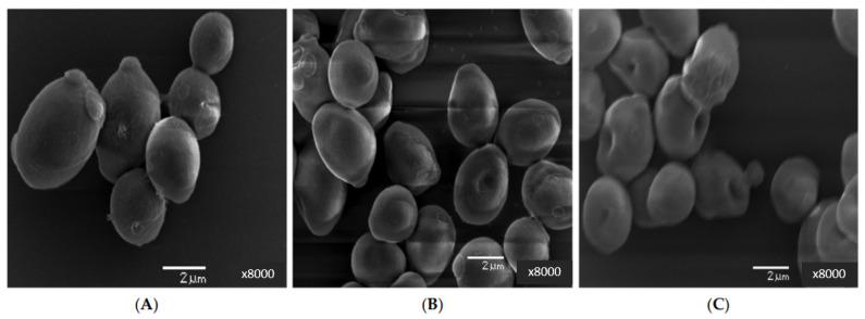 https://cdn.ncbi.nlm.nih.gov/pmc/blobs/8ed9/10675506/d35ce2a0a66b/pharmaceutics-15-02634-g006.jpg