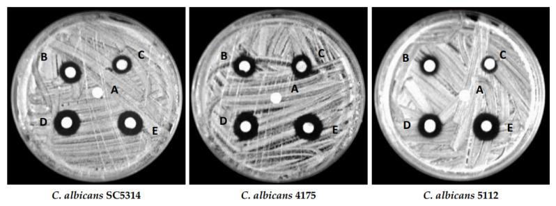 https://cdn.ncbi.nlm.nih.gov/pmc/blobs/8ed9/10675506/e5e706eea565/pharmaceutics-15-02634-g005.jpg