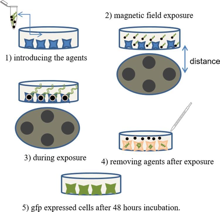 https://cdn.ncbi.nlm.nih.gov/pmc/blobs/8ed9/6682024/9f6b61017edf/ao-2019-010002_0005.jpg