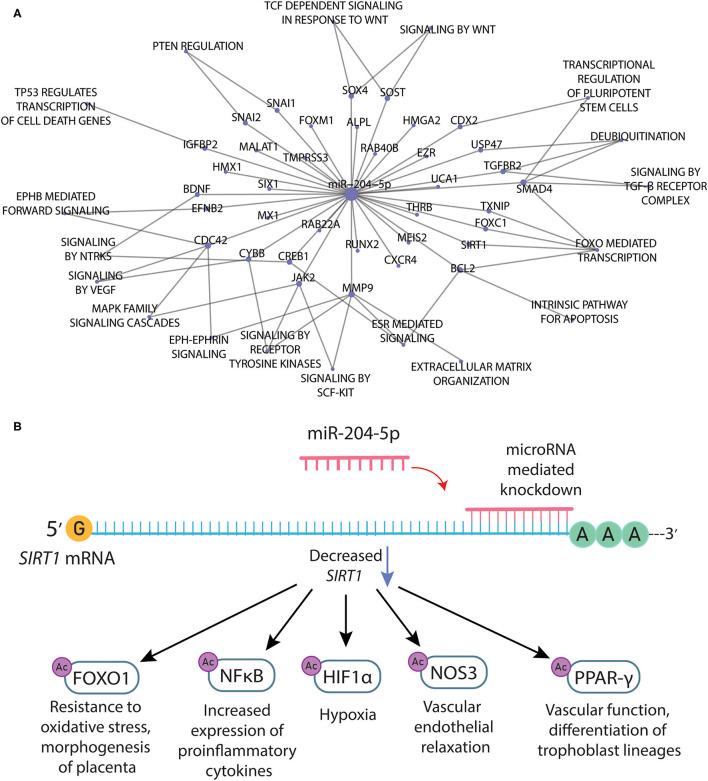 https://cdn.ncbi.nlm.nih.gov/pmc/blobs/8eda/8493119/5ed266019e82/fphys-12-678184-g0002.jpg