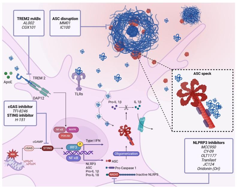 https://cdn.ncbi.nlm.nih.gov/pmc/blobs/8edd/11394242/c4b59f1b2c7b/cells-13-01426-g002.jpg