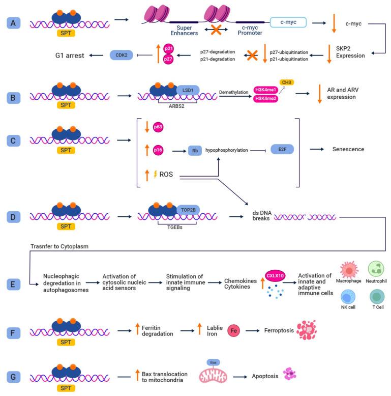 https://cdn.ncbi.nlm.nih.gov/pmc/blobs/8ee0/10377678/acada1790e6f/biomedicines-11-02084-g003.jpg