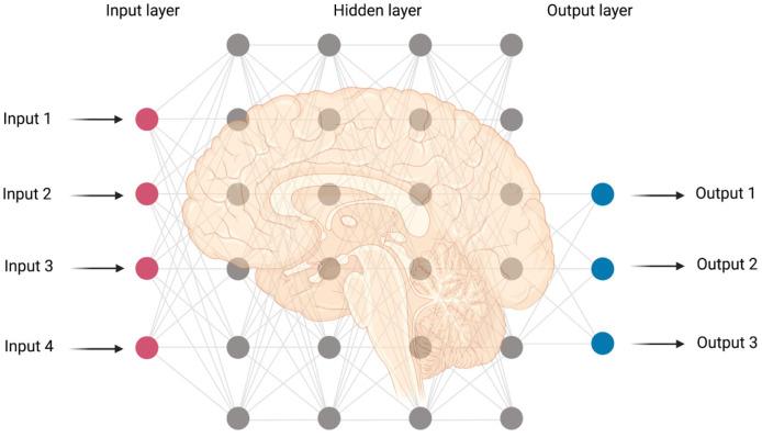 https://cdn.ncbi.nlm.nih.gov/pmc/blobs/8ee2/8611194/22fd5fd2e22a/neurosci-08-04-025-g003.jpg