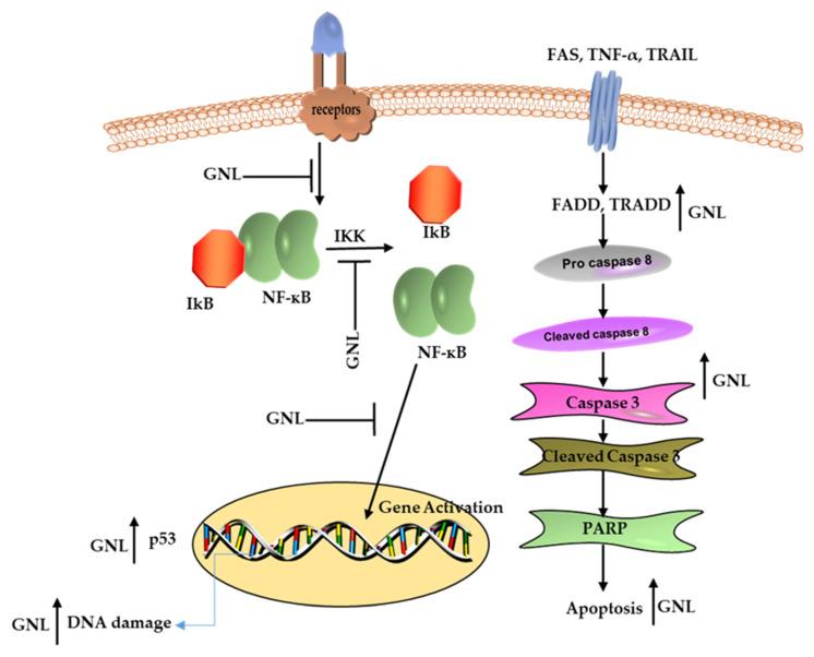 https://cdn.ncbi.nlm.nih.gov/pmc/blobs/8ee3/10180430/088a15e411e6/molecules-28-03669-g004.jpg