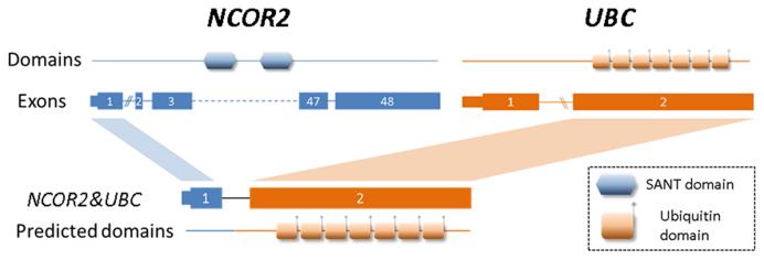 https://cdn.ncbi.nlm.nih.gov/pmc/blobs/8ee4/5737728/30aabef04698/gkx315fig8.jpg