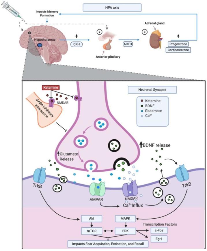 https://cdn.ncbi.nlm.nih.gov/pmc/blobs/8ee5/7582895/d3acbb330763/ijms-21-07173-g001.jpg