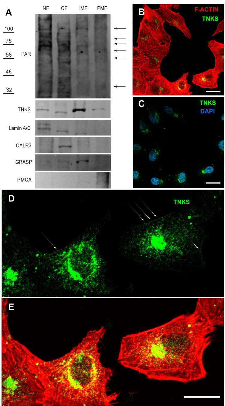 https://cdn.ncbi.nlm.nih.gov/pmc/blobs/8ee9/8164839/a3725ab41340/peerj-09-11442-g003.jpg