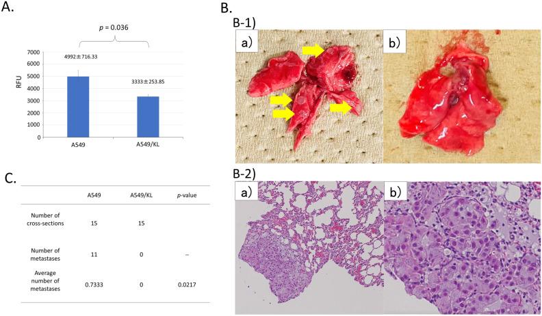https://cdn.ncbi.nlm.nih.gov/pmc/blobs/8eeb/10808115/275abb205c6f/41598_2024_52616_Fig1_HTML.jpg