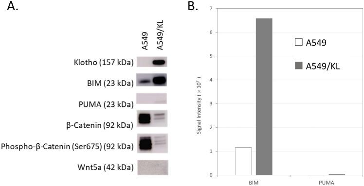 https://cdn.ncbi.nlm.nih.gov/pmc/blobs/8eeb/10808115/6019ad5c030e/41598_2024_52616_Fig5_HTML.jpg