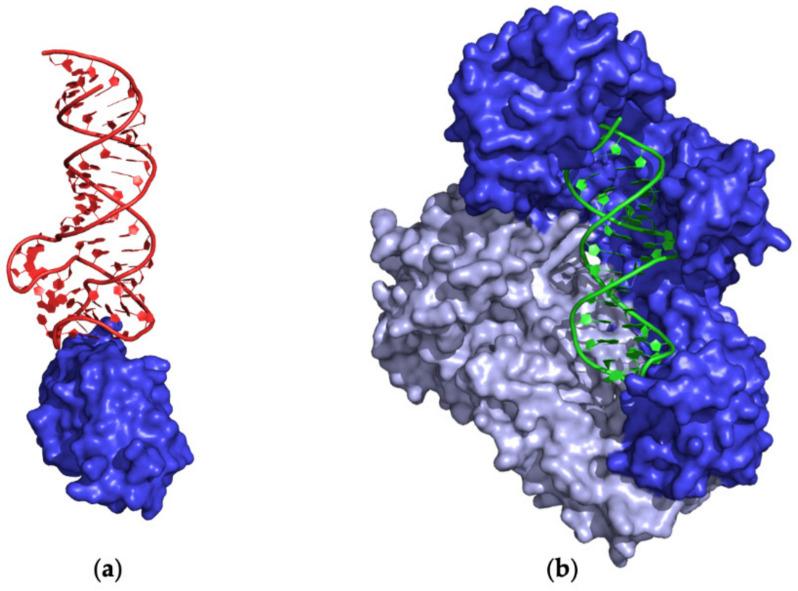 https://cdn.ncbi.nlm.nih.gov/pmc/blobs/8ef1/10671752/4f34c03649f2/ijms-24-16318-g004.jpg